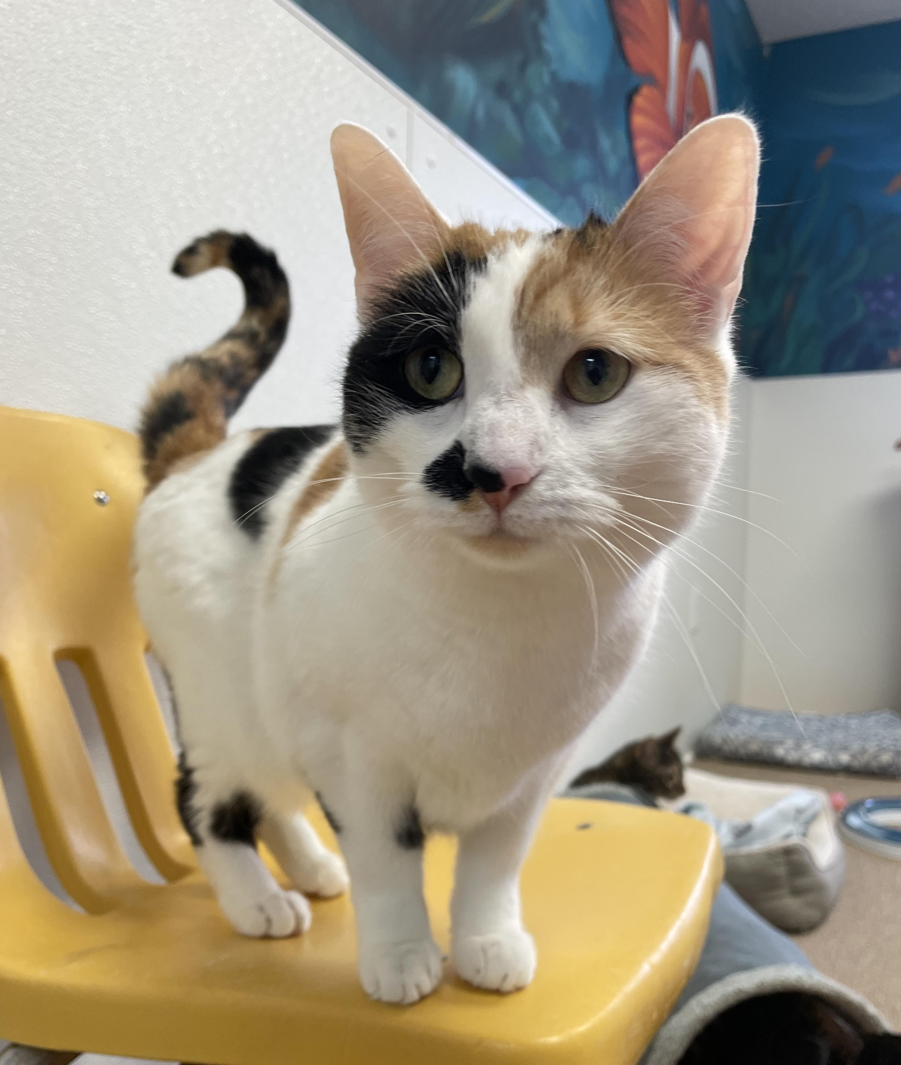 Celine, a Adoptable Domestic Short Hair in Rochester, NY image 1/6