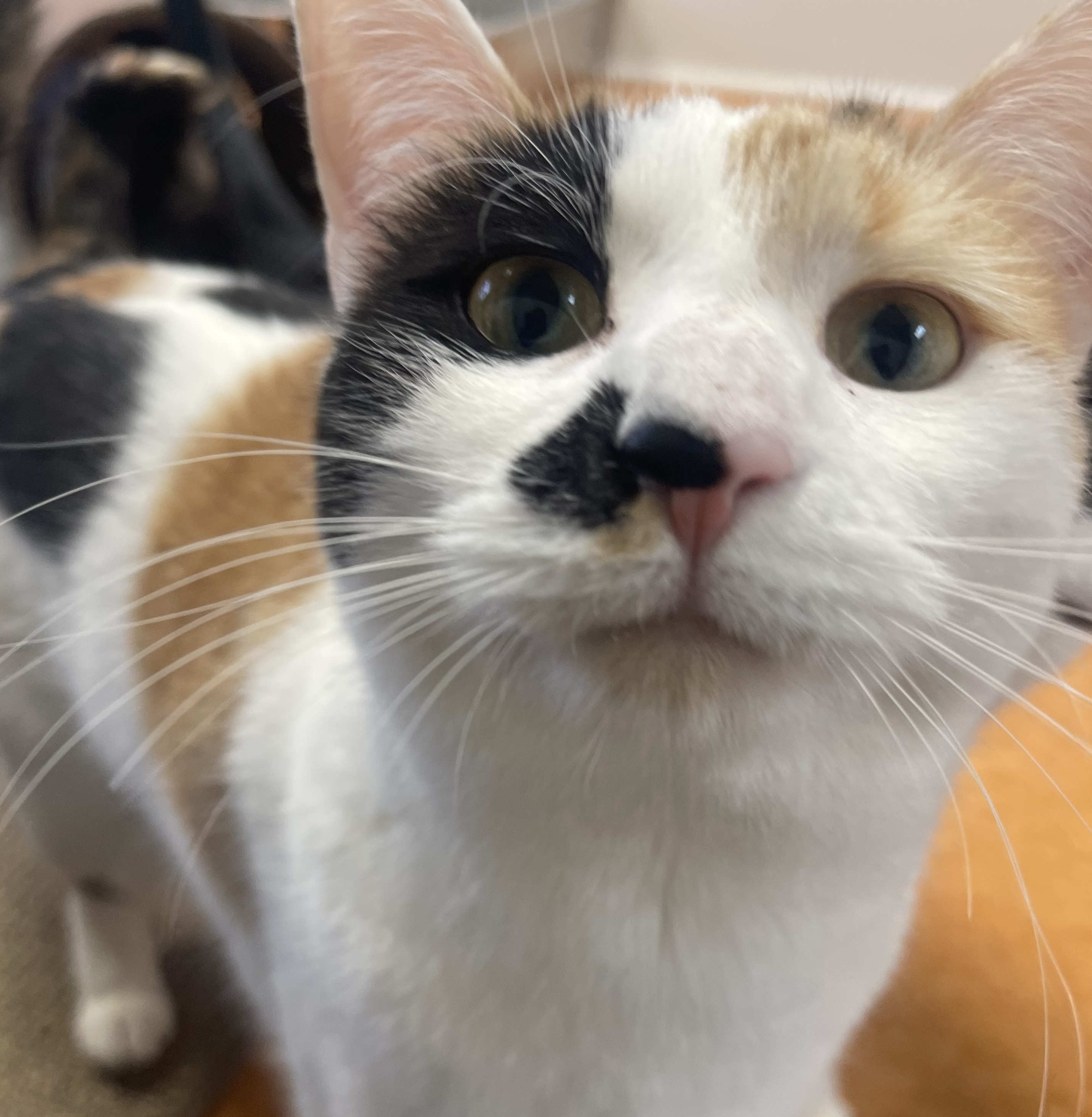 Celine, a Adoptable Domestic Short Hair in Rochester, NY image 2/6