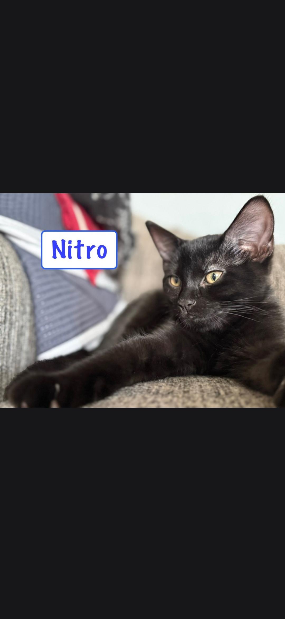 Nitro, ADOPTABLE, Kitten Male Domestic Short Hair.