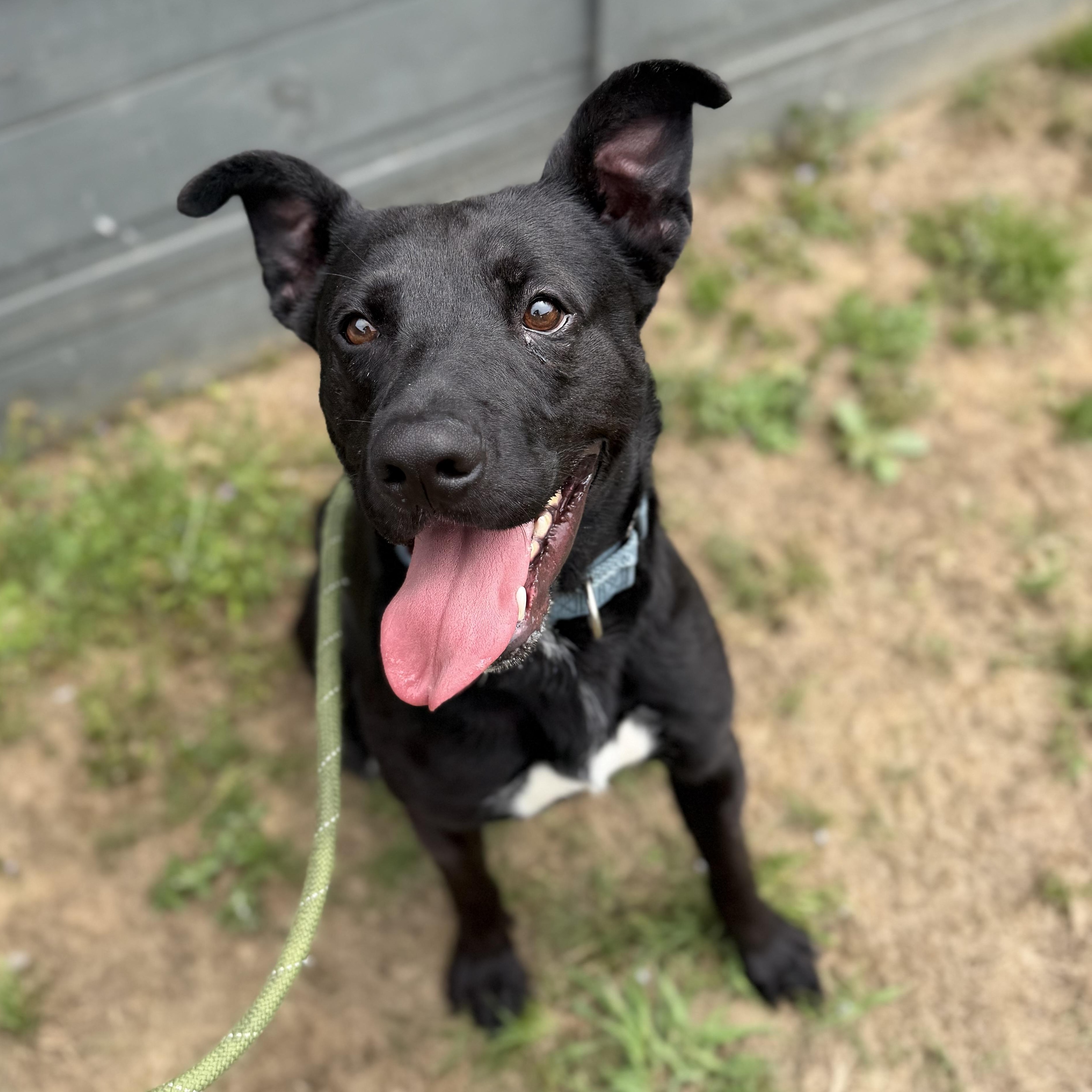 Enlarge Kiko, a ADOPTABLE mixed breed in Lancaster, SC image 1/5