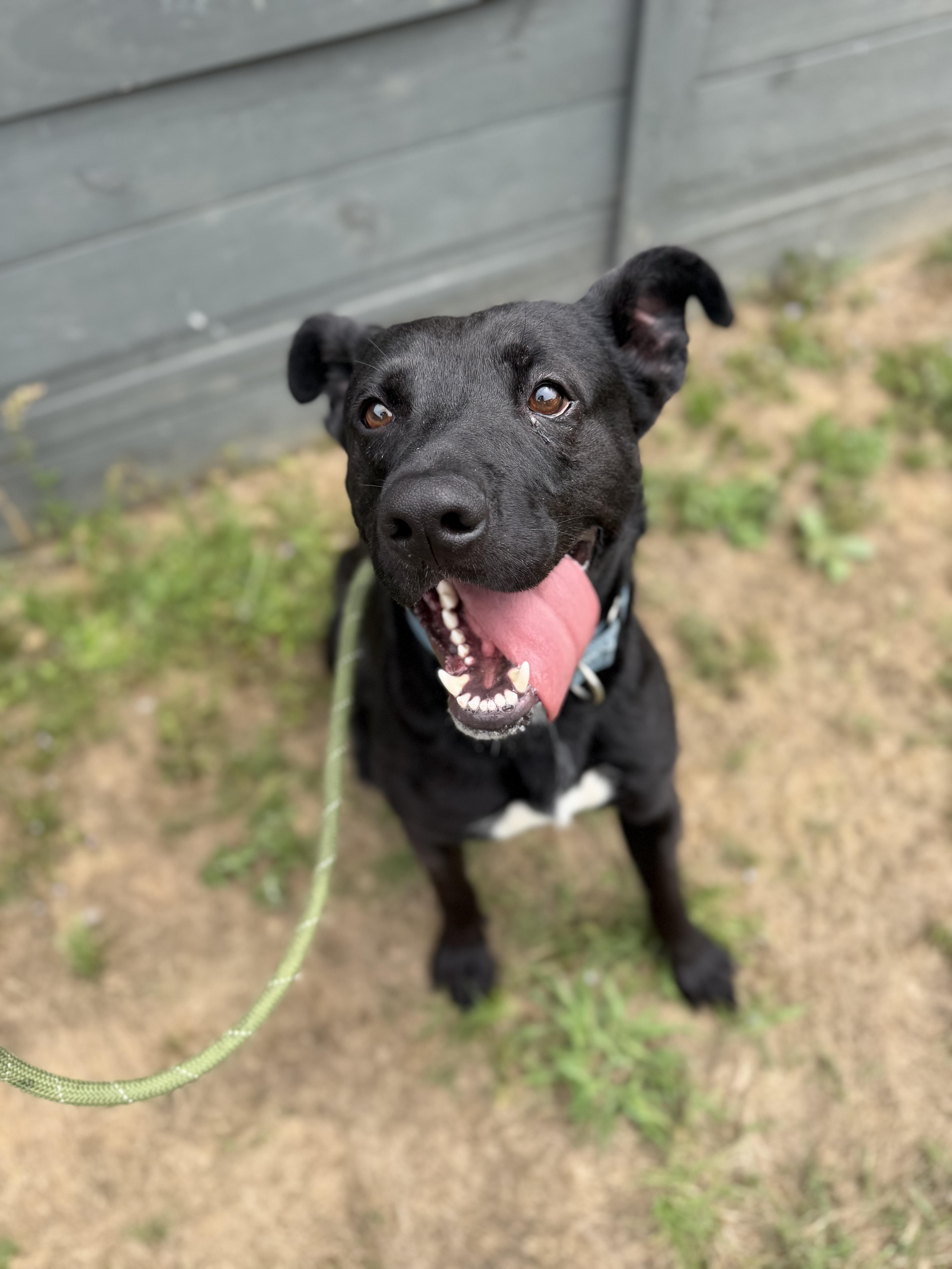 Enlarge Kiko, a ADOPTABLE mixed breed in Lancaster, SC image 4/5