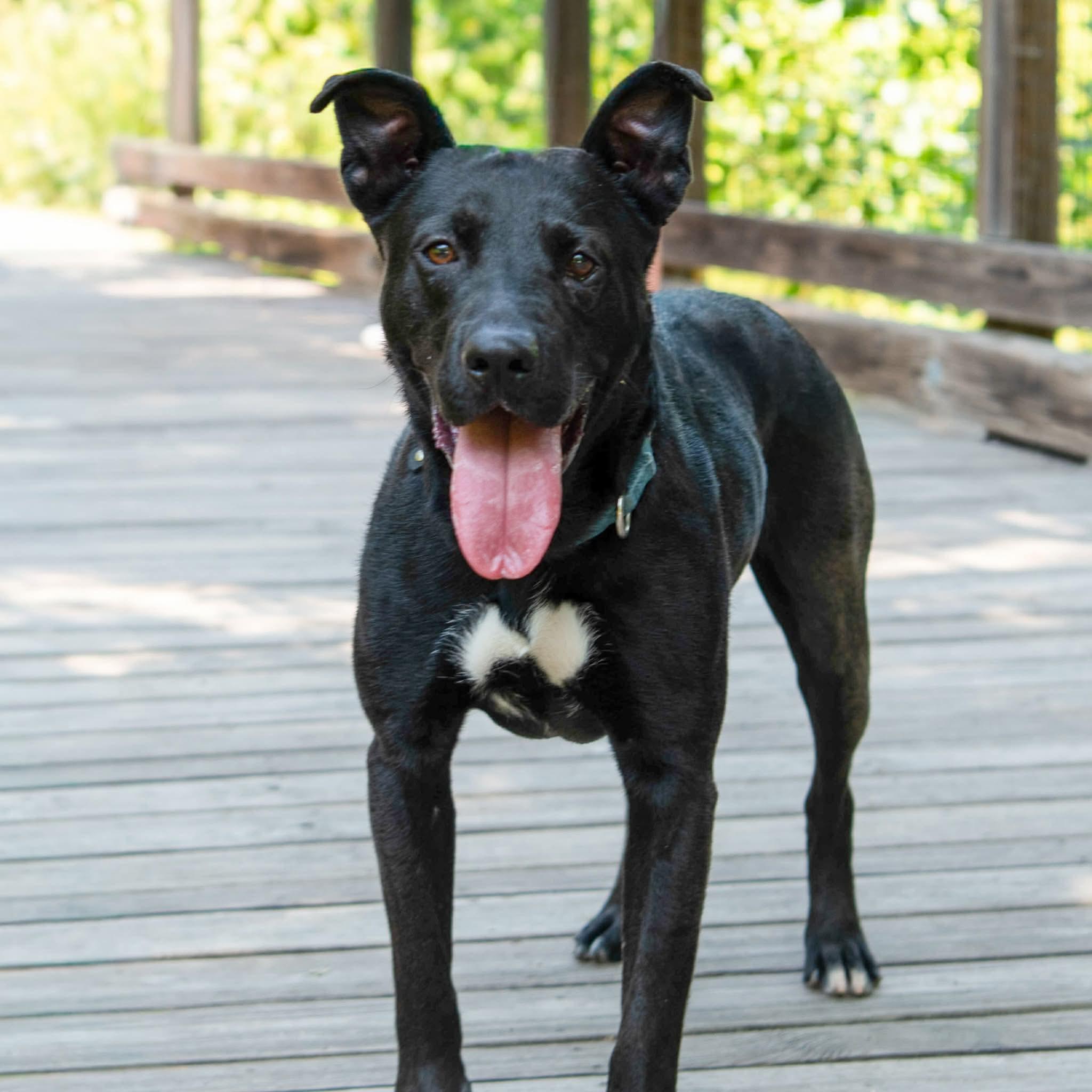 Enlarge Kiko, a ADOPTABLE mixed breed in Lancaster, SC image 2/5