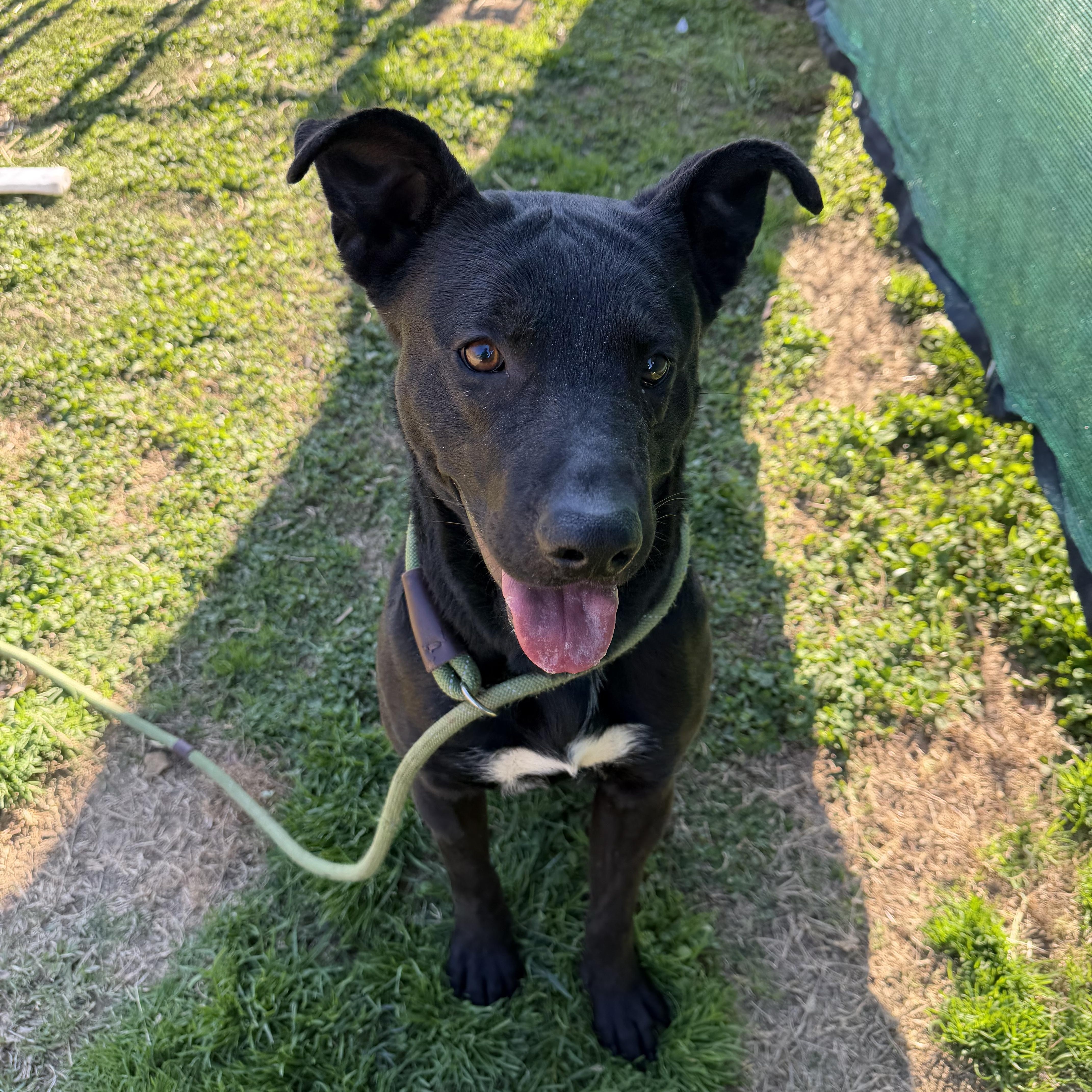 Enlarge Kiko, a ADOPTABLE mixed breed in Lancaster, SC image 3/5