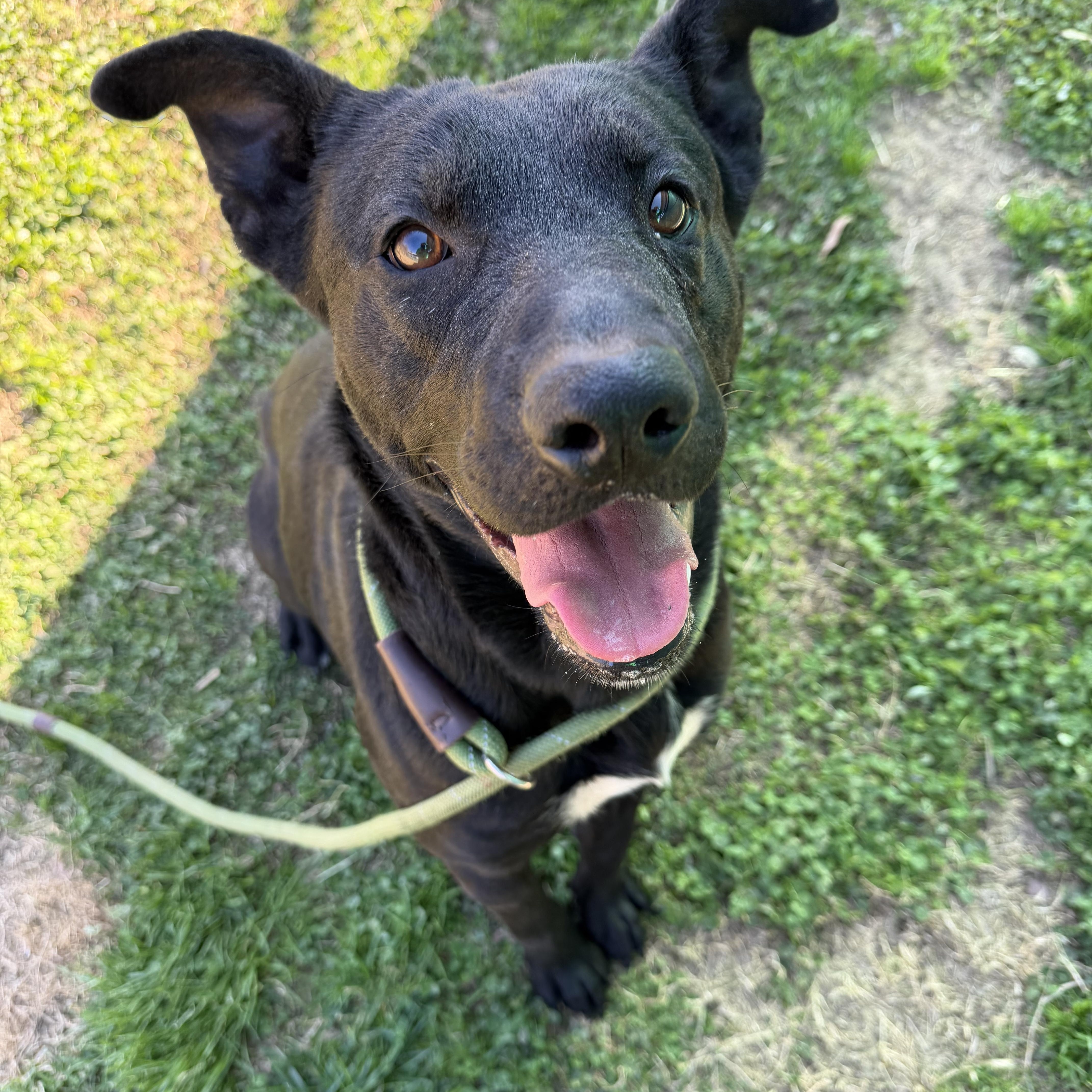Enlarge Kiko, a ADOPTABLE mixed breed in Lancaster, SC image 5/5