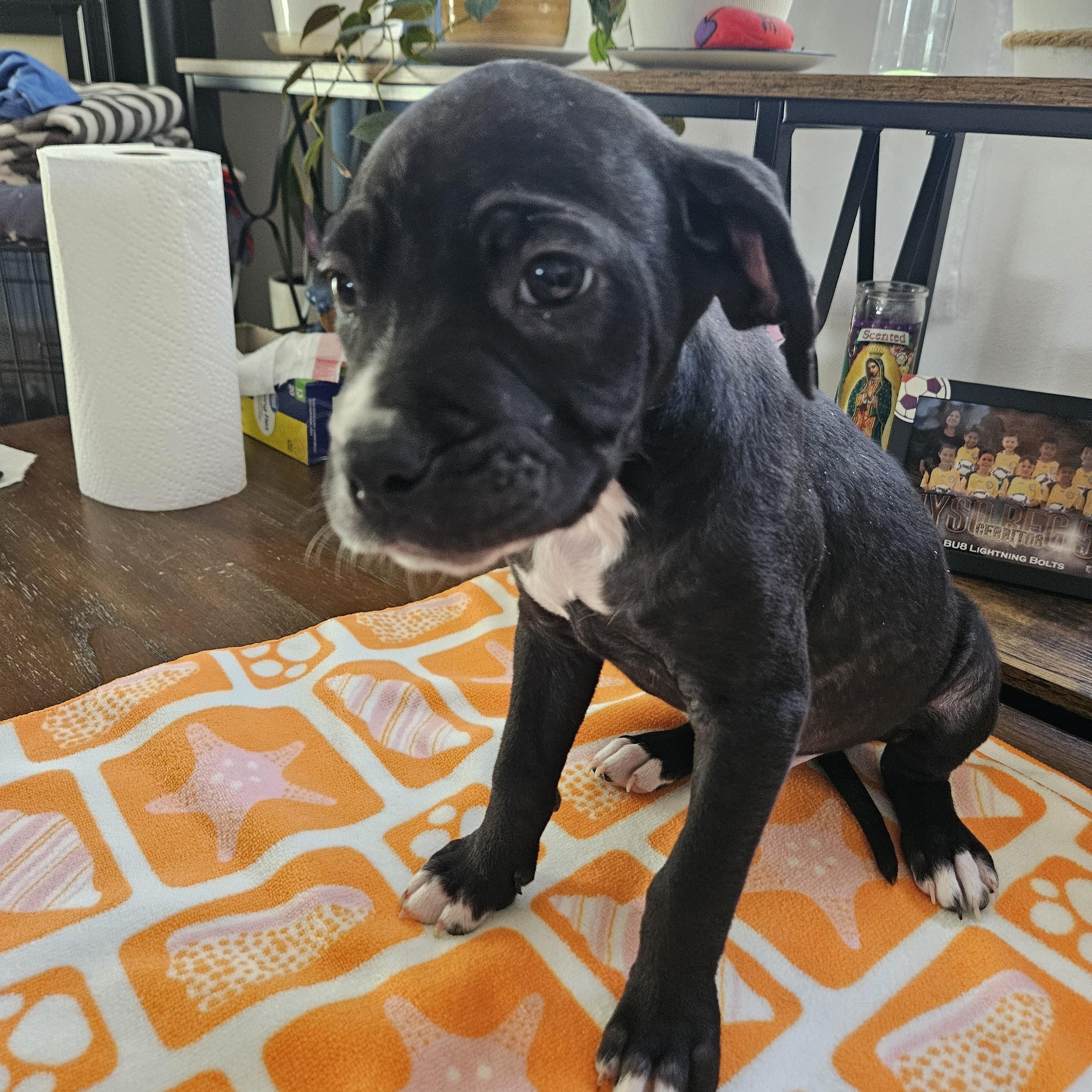 Enlarge Buddy, a ADOPTABLE mixed breed in Carlsbad, CA image 1/1
