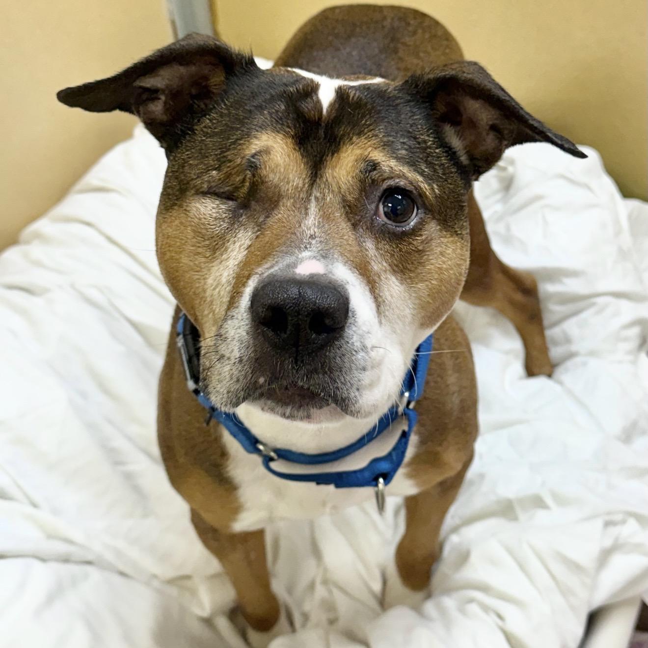 Enlarge Kelp, a ADOPTABLE mixed breed in Eatontown, NJ image 1/1