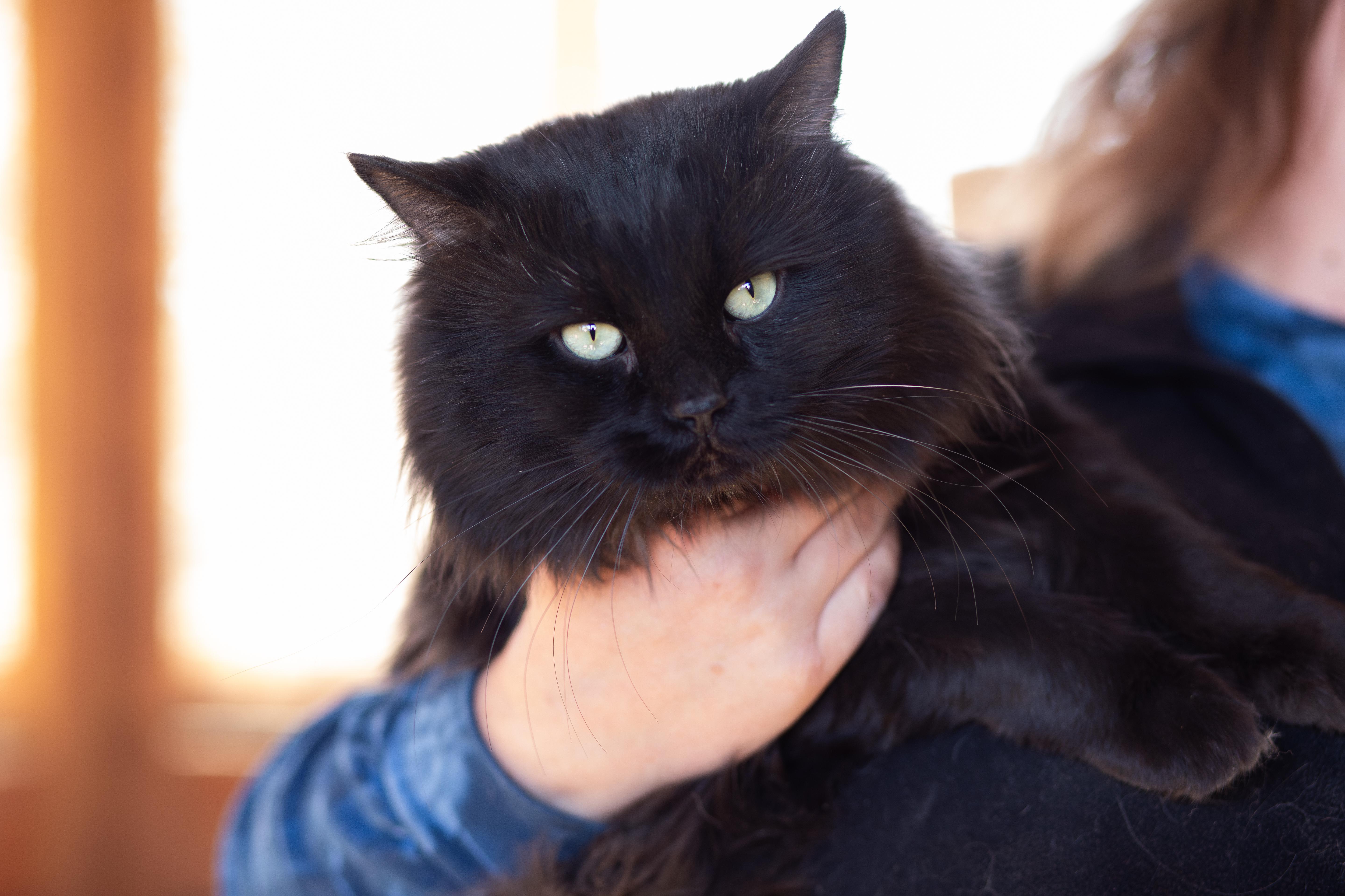 Enlarge Monarch, a Adoptable Domestic Long Hair in Marana, AZ image 1/1