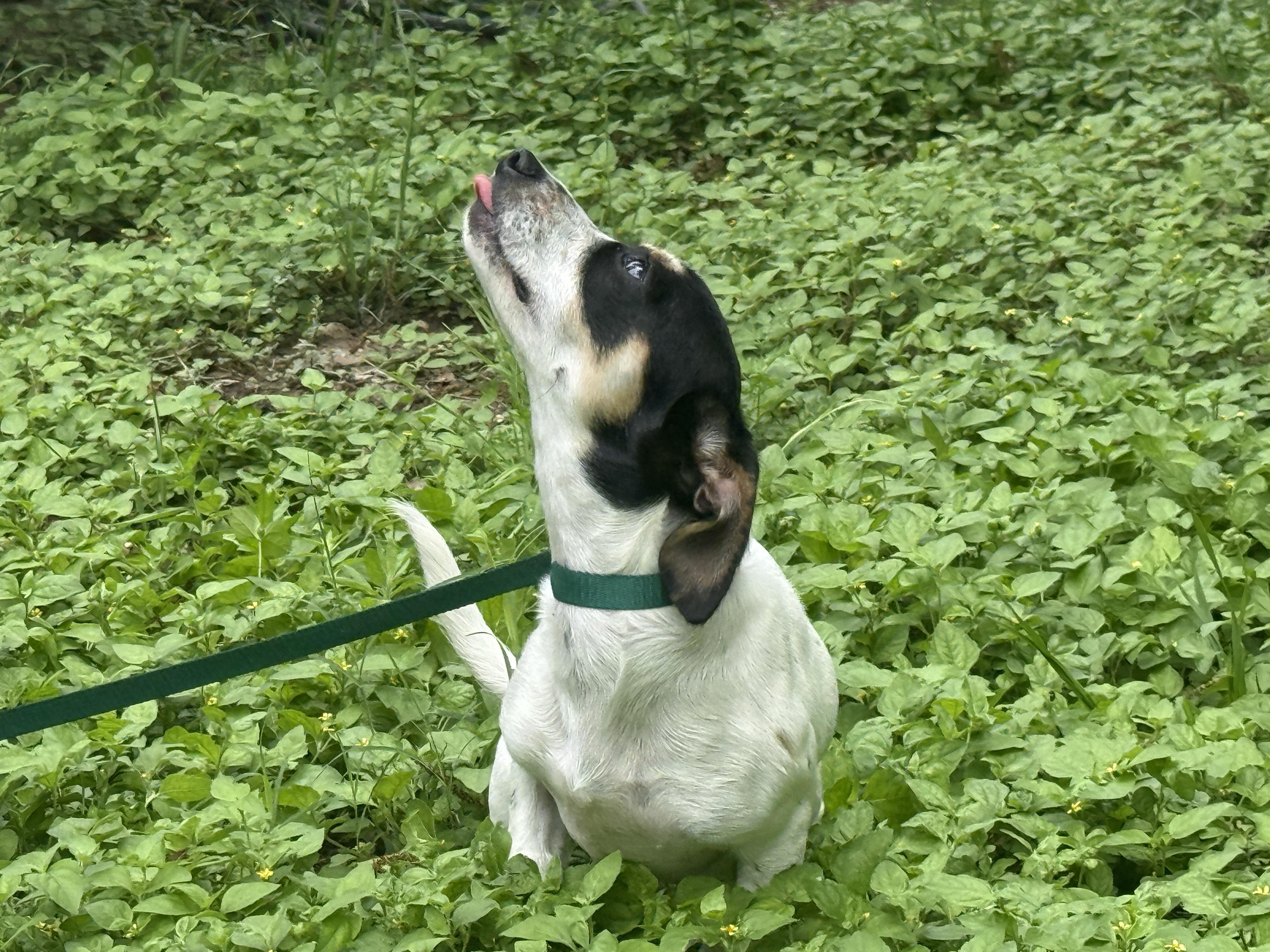 Geraldine, a ADOPTABLE mixed breed in Round Rock, TX image 3/4