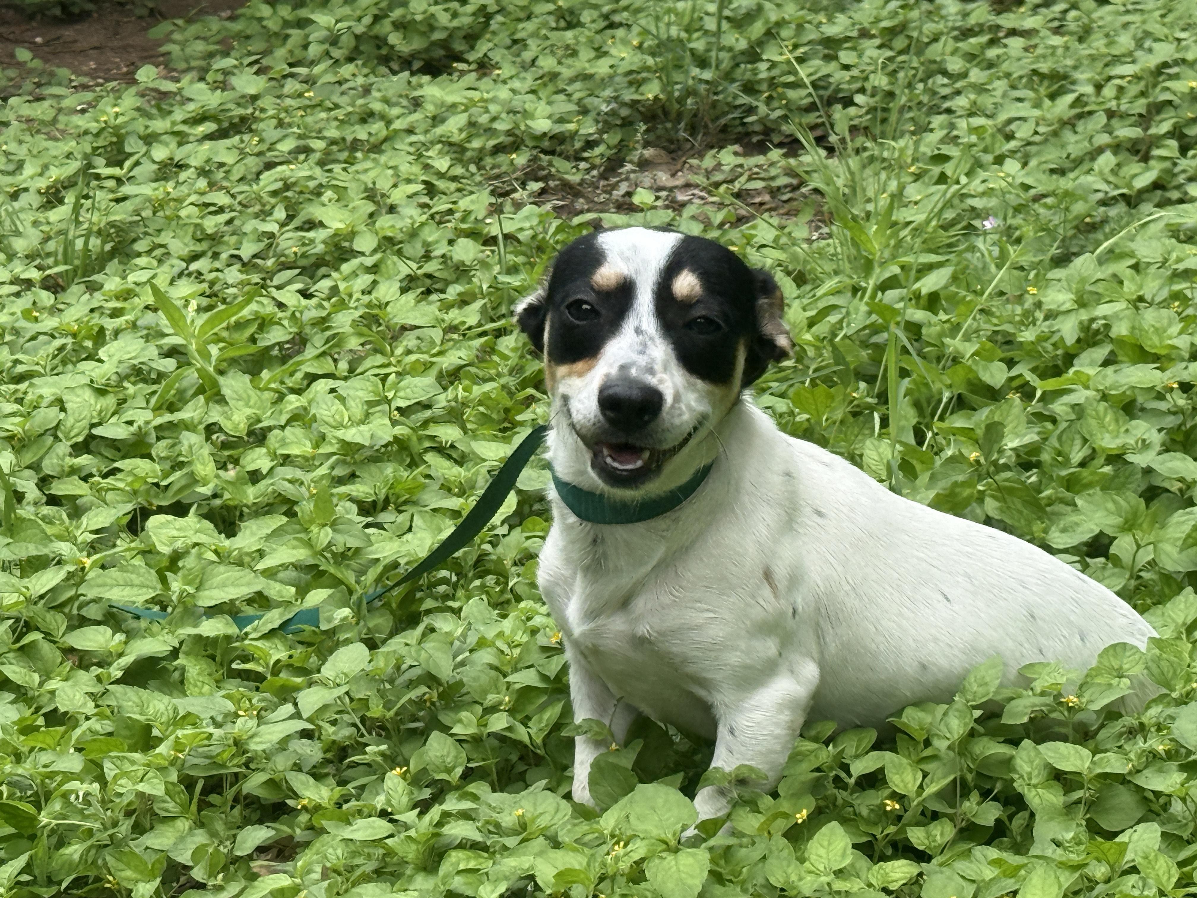 Geraldine, a ADOPTABLE mixed breed in Round Rock, TX image 1/4