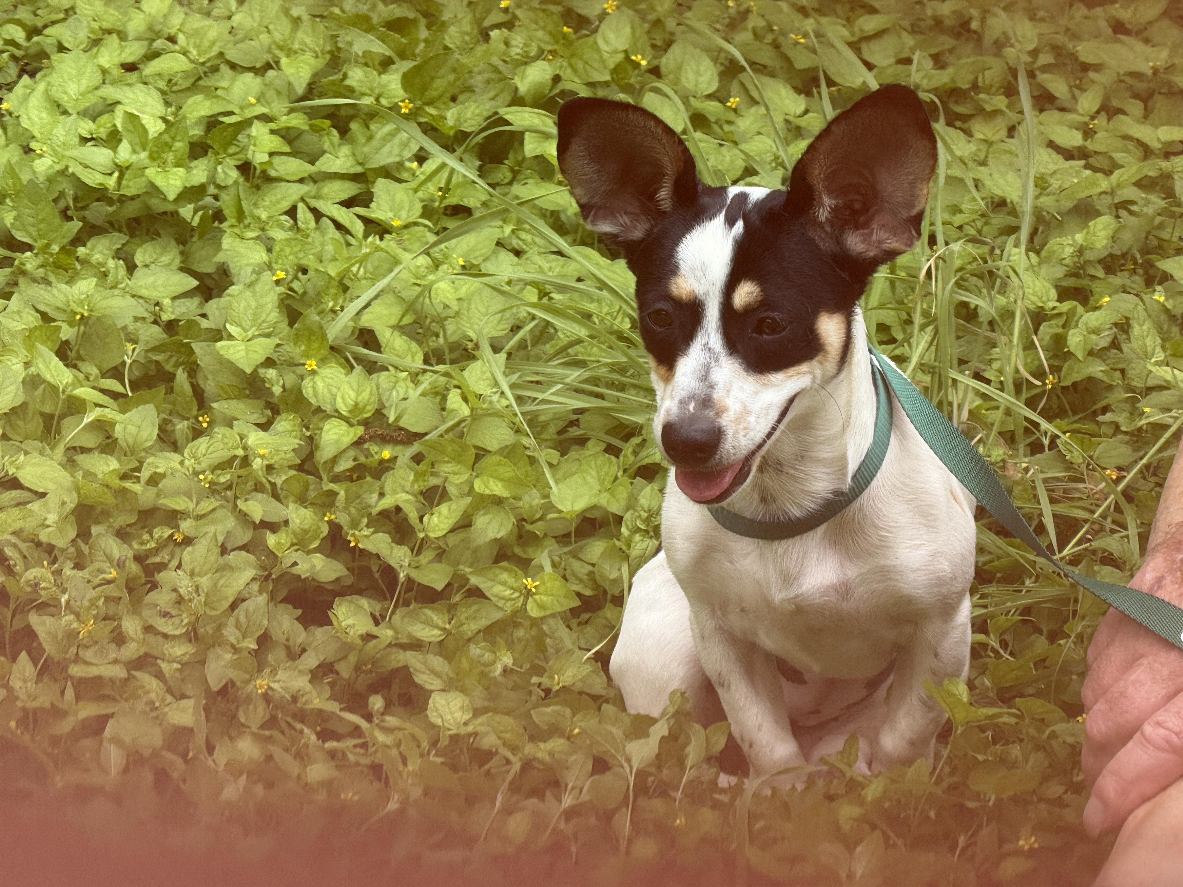 Geraldine, a ADOPTABLE mixed breed in Round Rock, TX image 4/4