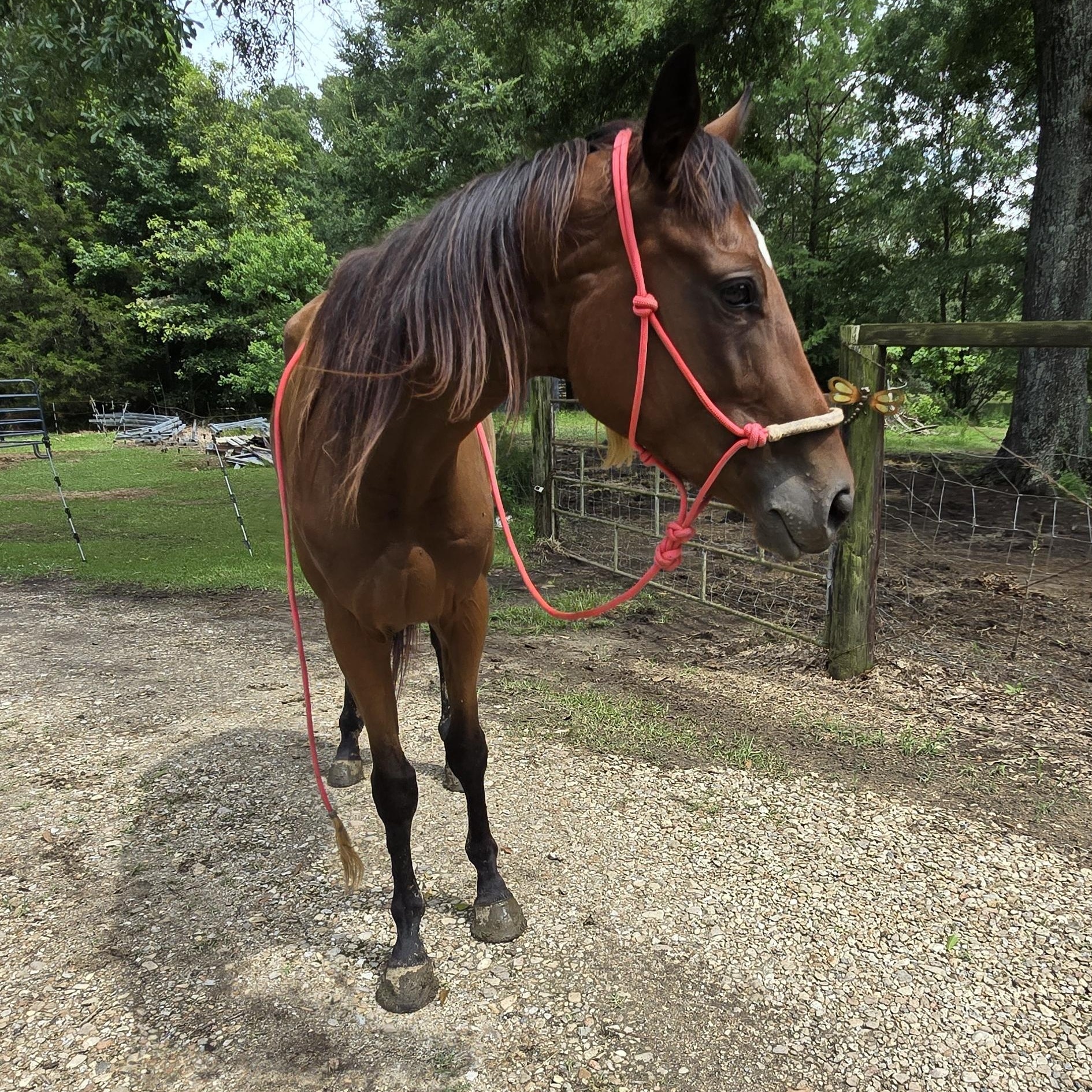 Enlarge Faith, a Adoptable Thoroughbred in Vicksburg, MS image 2/6