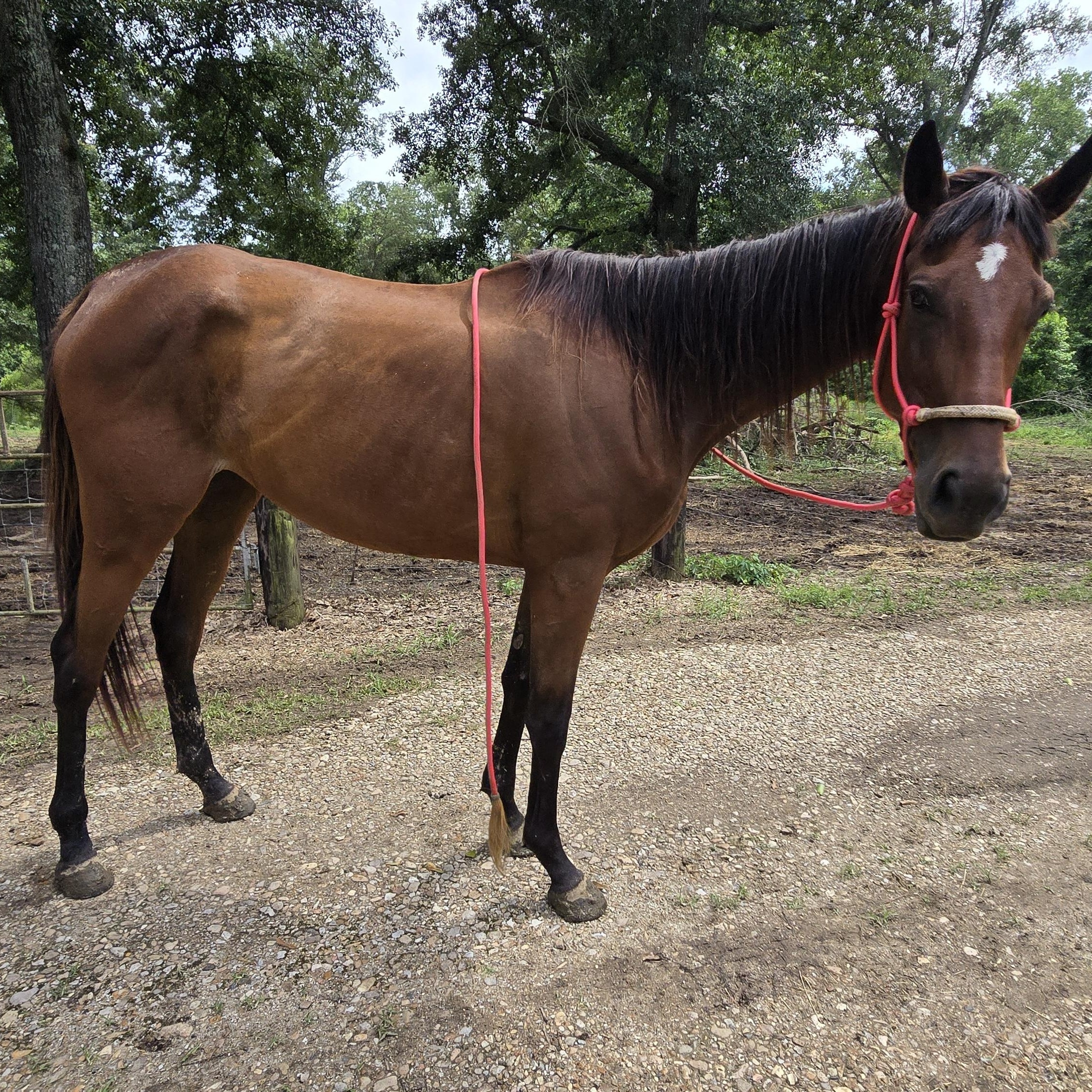 Faith, Adoptable, Young Female Thoroughbred.