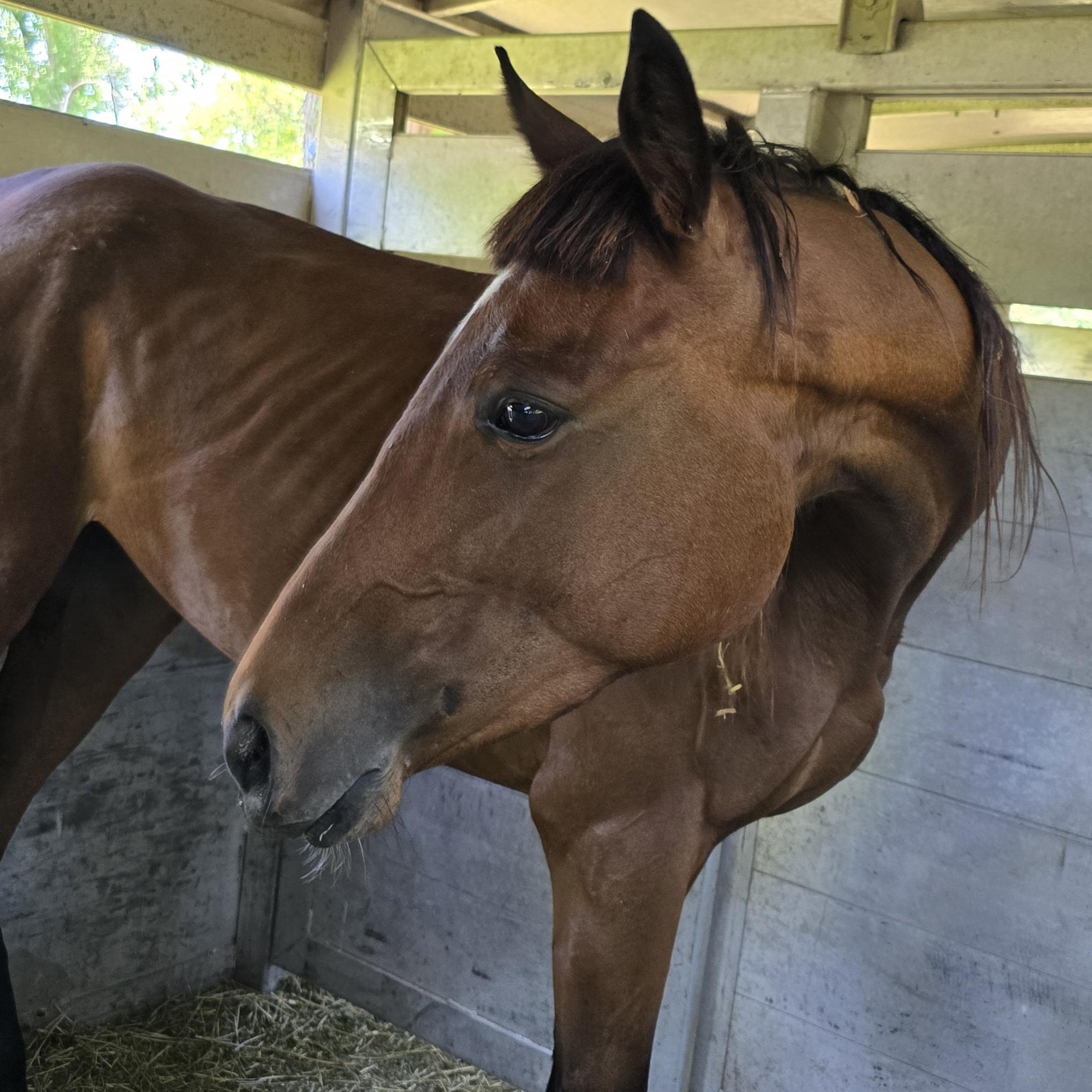 Enlarge Faith, a Adoptable Thoroughbred in Vicksburg, MS image 4/6