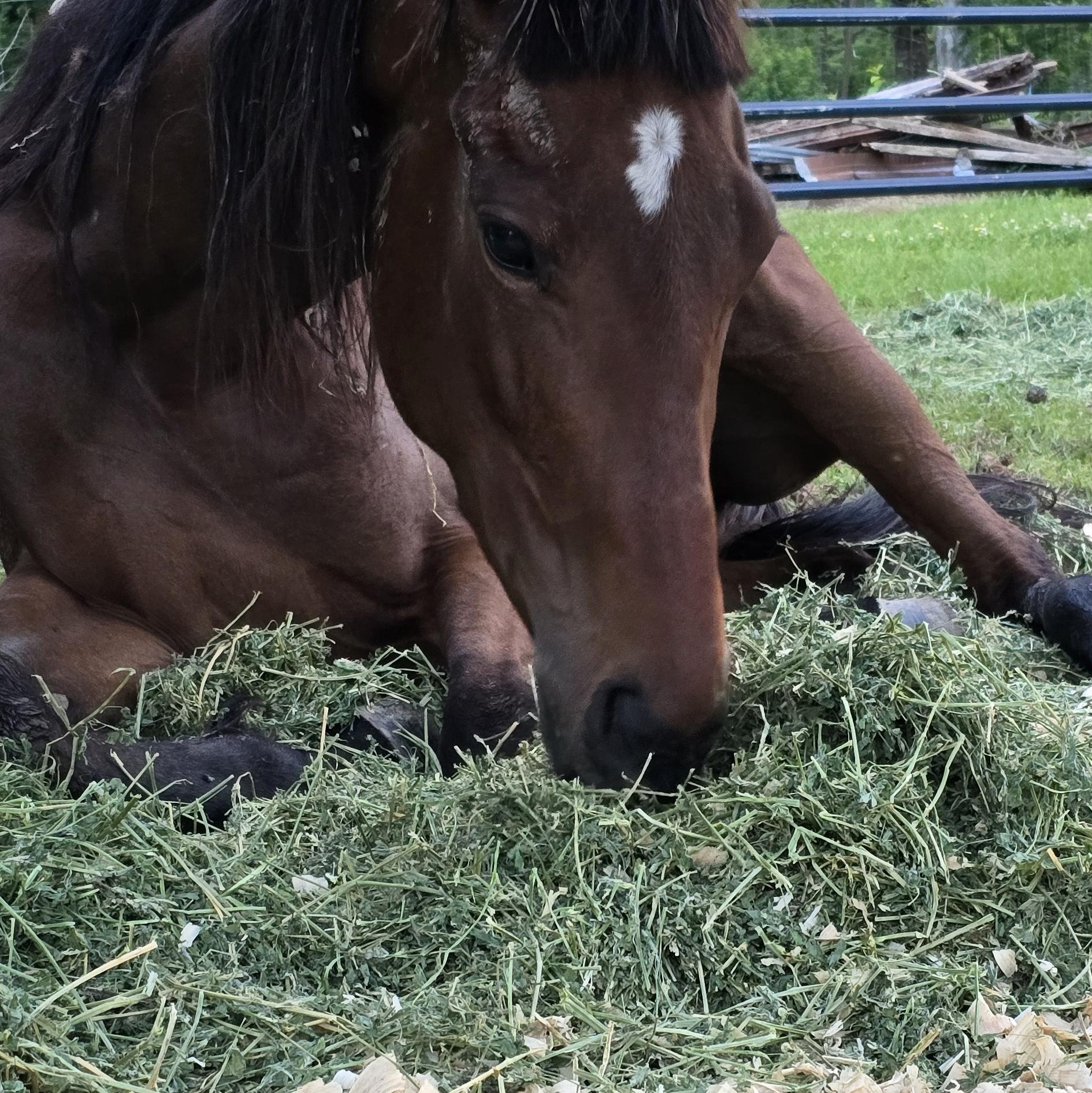 Enlarge Faith, a Adoptable Thoroughbred in Vicksburg, MS image 5/6