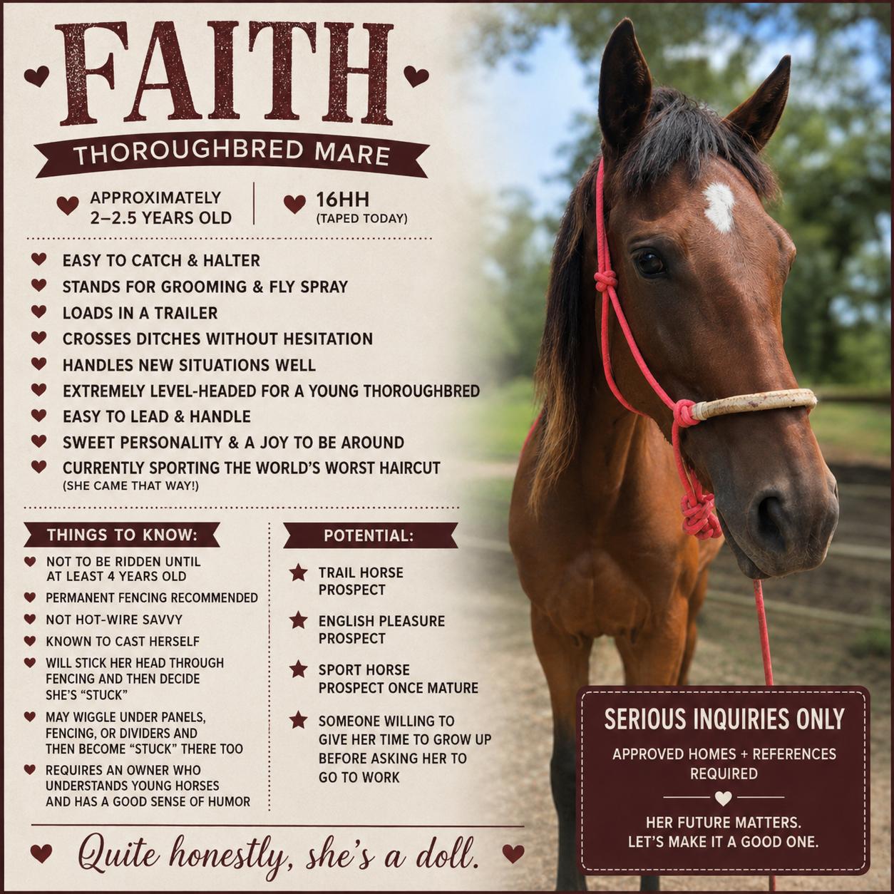 Enlarge Faith, a Adoptable Thoroughbred in Vicksburg, MS image 6/6