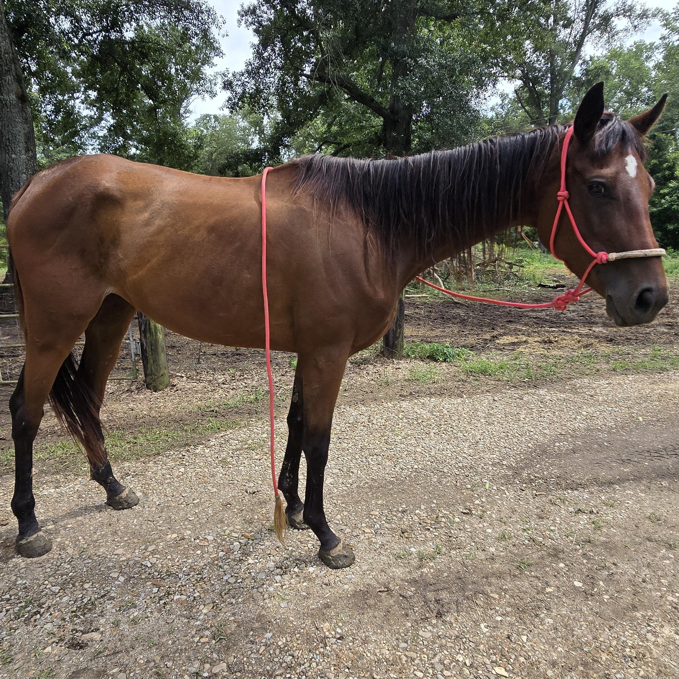 Enlarge Faith, a Adoptable Thoroughbred in Vicksburg, MS image 3/6