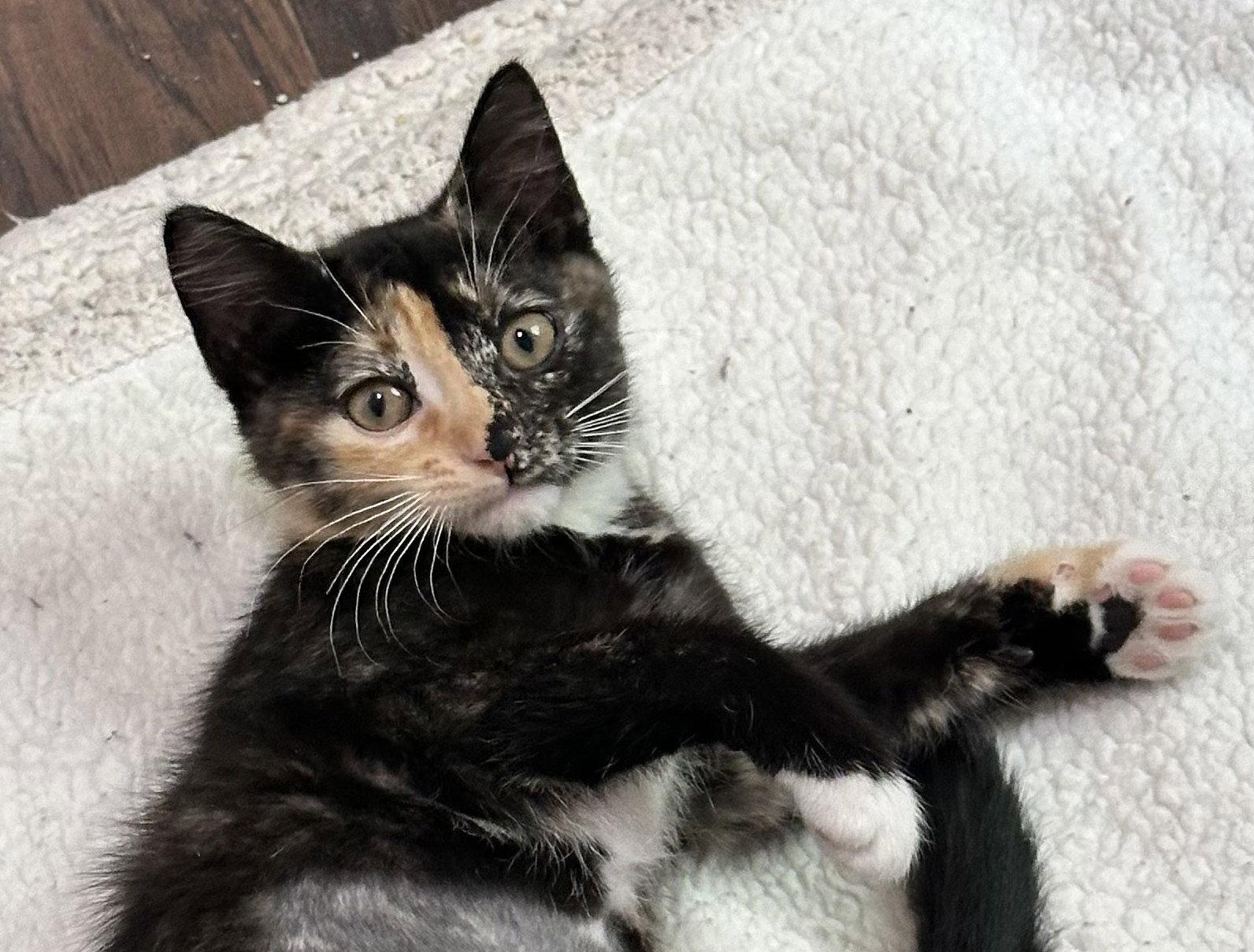 Pumpkin, Adopted, Kitten Female Domestic Short Hair.