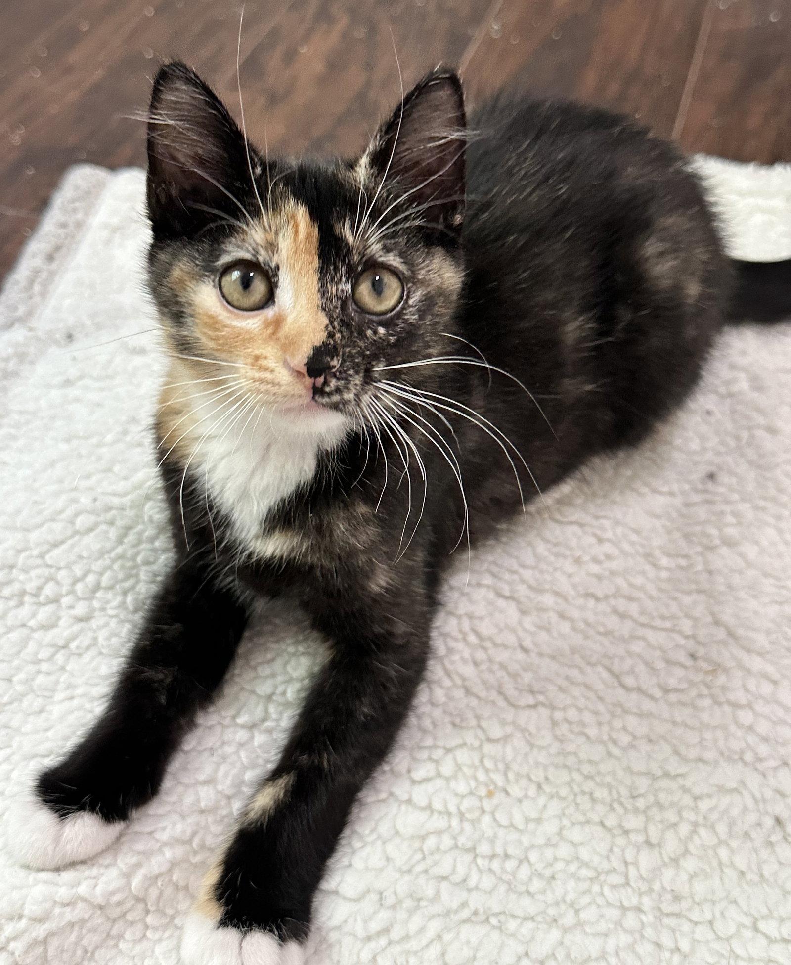Pumpkin, a Adopted Domestic Short Hair in Shawnee, KS image 2/3