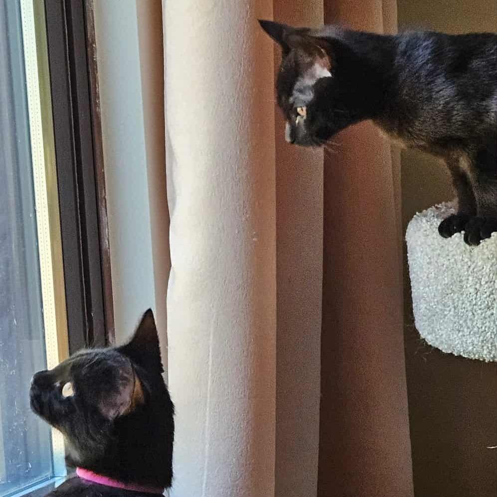 Violet (paired with Baby) - "Guest", Adoptable, Young Female Domestic Short Hair.