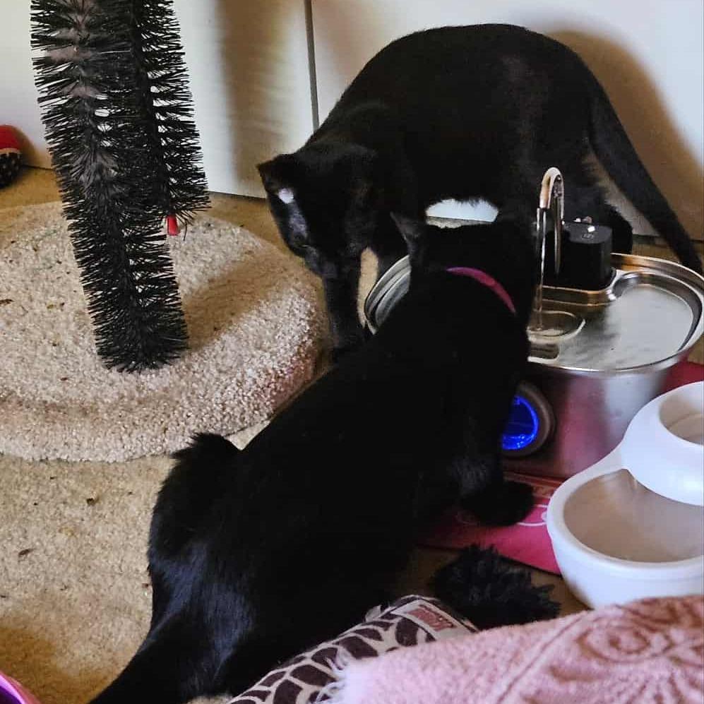 Violet (paired with Baby) - "Guest", a Adoptable Domestic Short Hair in Reisterstown, MD image 2/4