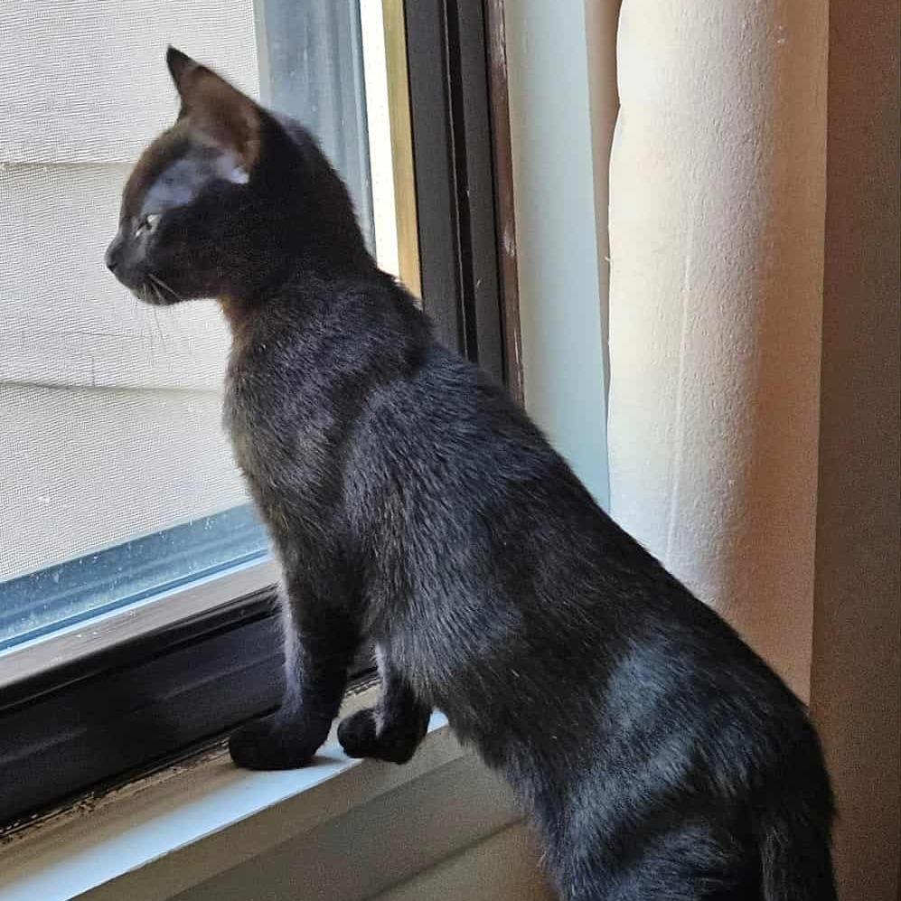 Violet (paired with Baby) - "Guest", a Adoptable Domestic Short Hair in Reisterstown, MD image 3/4