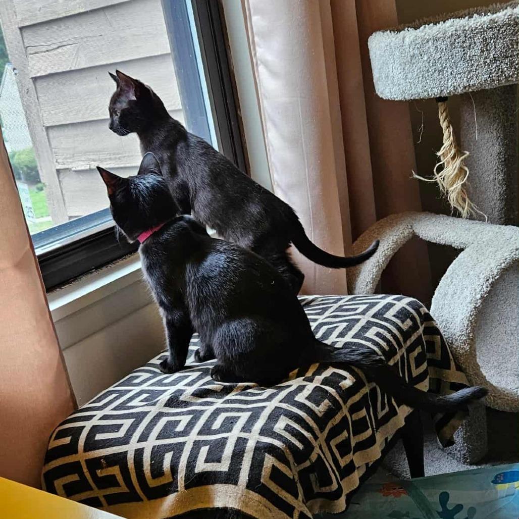 Violet (paired with Baby) - "Guest", a Adoptable Domestic Short Hair in Reisterstown, MD image 4/4