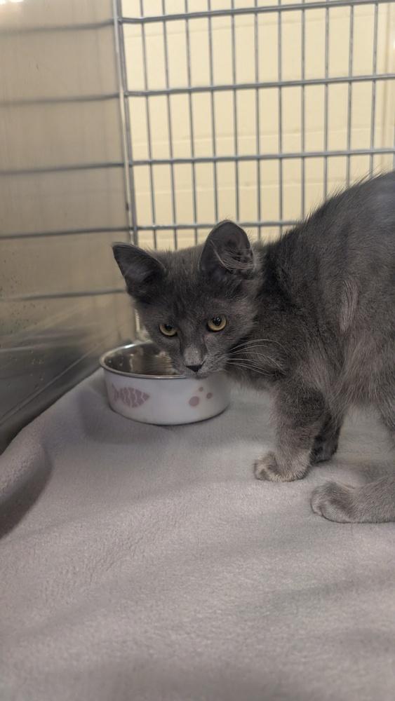 Theo, Adoptable, Kitten Male Domestic Medium Hair.