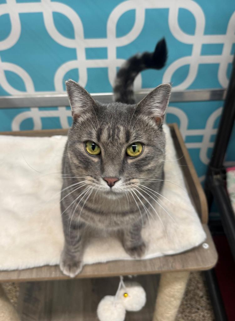 Enlarge COSMO, a Adoptable Tiger in Hastings, MI image 1/6