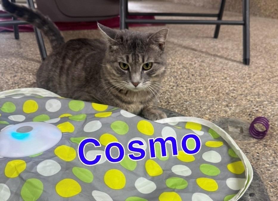 COSMO, Adoptable, Adult Male Tiger.