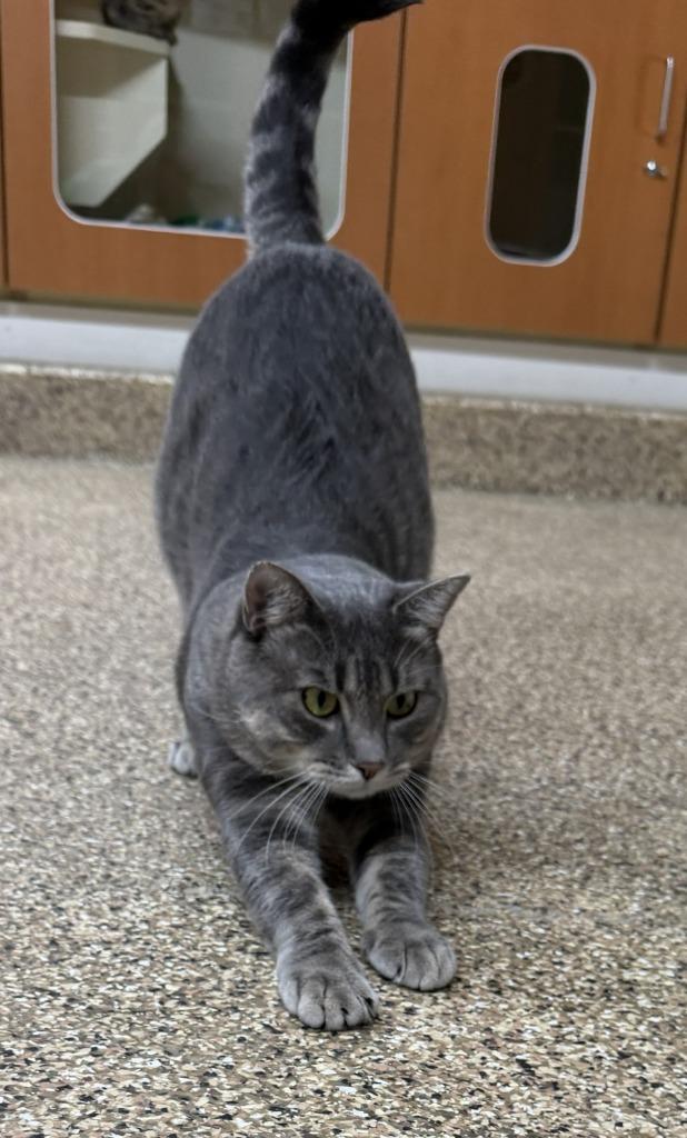Enlarge COSMO, a Adoptable Tiger in Hastings, MI image 2/5