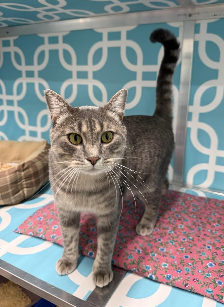 Enlarge COSMO, a Adoptable Tiger in Hastings, MI image 4/5
