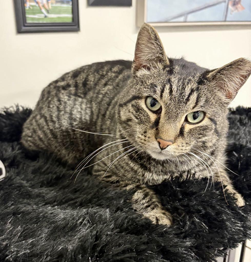 Enlarge Pixel, a ADOPTABLE Domestic Short Hair in Cortland, OH image 2/6