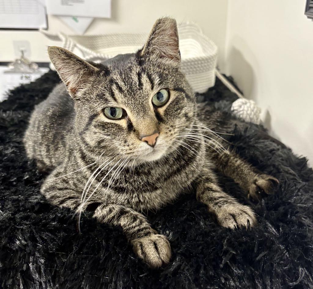 Enlarge Pixel, a ADOPTABLE Domestic Short Hair in Cortland, OH image 1/6