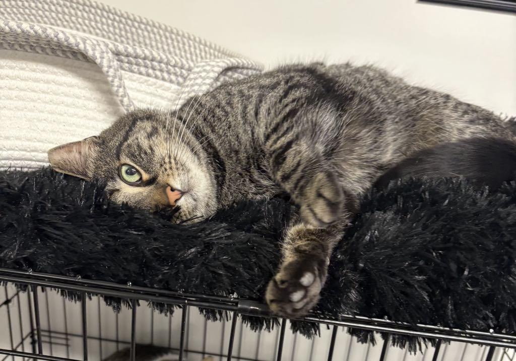 Enlarge Pixel, a ADOPTABLE Domestic Short Hair in Cortland, OH image 4/6