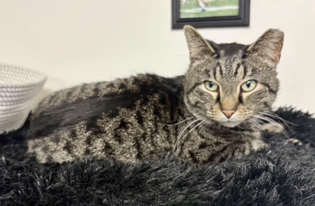 Enlarge Pixel, a ADOPTABLE Domestic Short Hair in Cortland, OH image 3/6