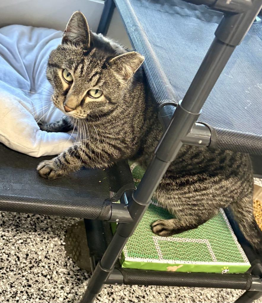 Enlarge Pixel, a ADOPTABLE Domestic Short Hair in Cortland, OH image 6/6