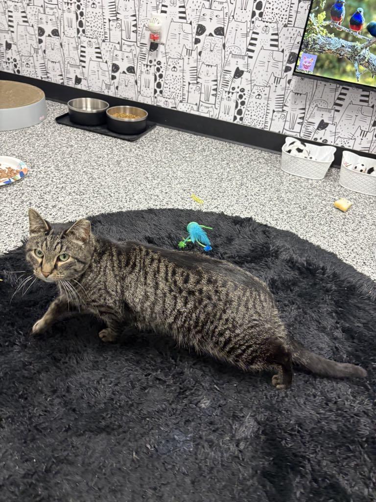 Enlarge Pixel, a ADOPTABLE Domestic Short Hair in Cortland, OH image 5/6