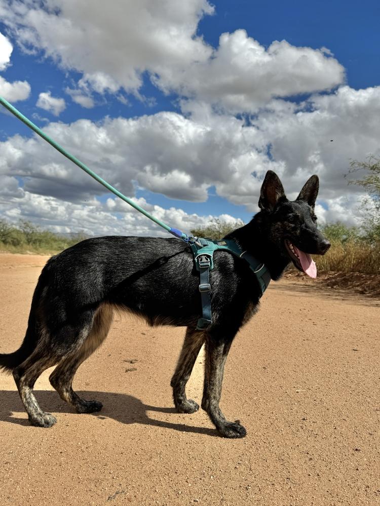 Enlarge Xena, a Adoptable mixed breed in Tucson, AZ image 1/3