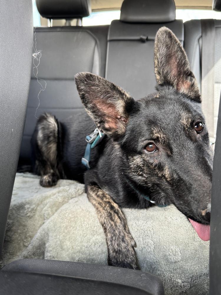 Enlarge Xena, a Adoptable mixed breed in Tucson, AZ image 2/3