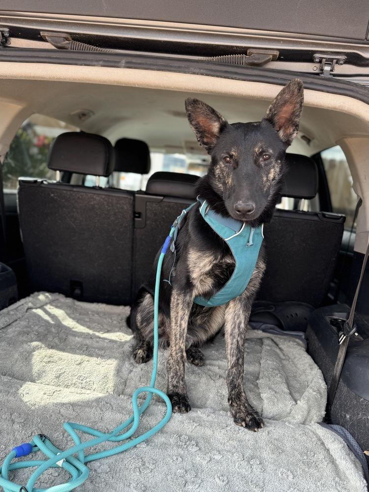 Enlarge Xena, a Adoptable mixed breed in Tucson, AZ image 3/3