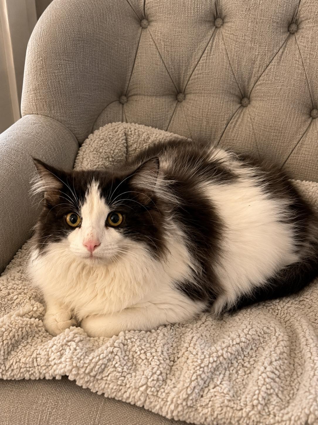 Enlarge Panda, a ADOPTABLE Domestic Long Hair in Granite City, IL image 1/1