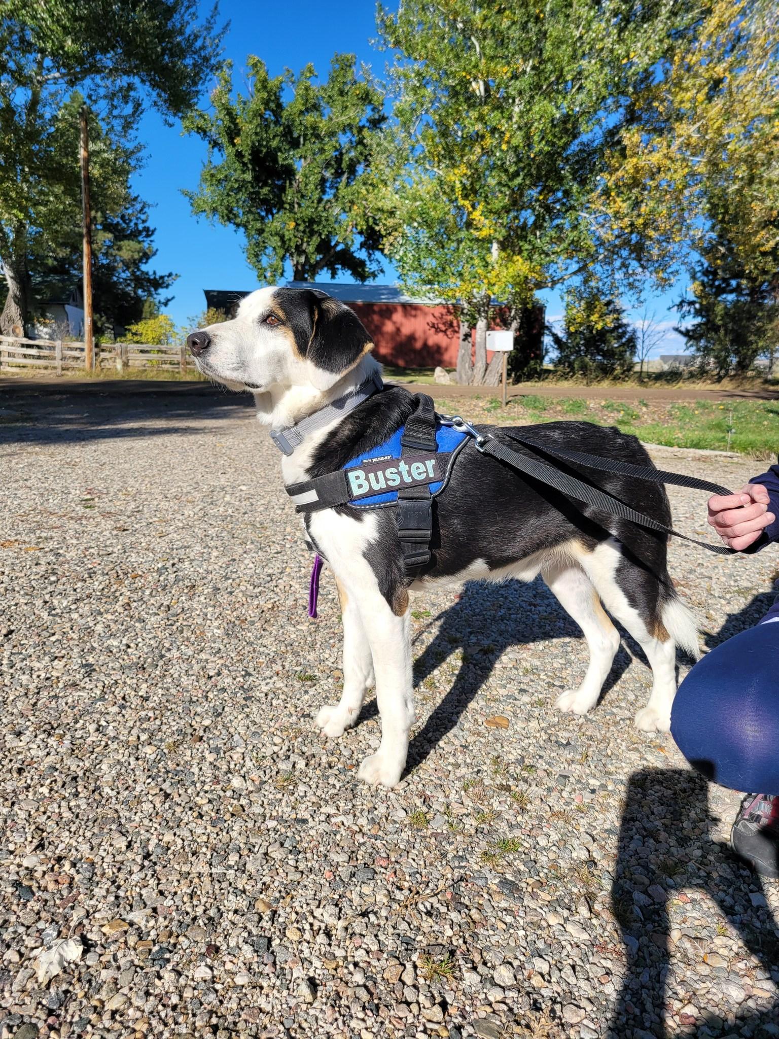 Buster, an adoptable Foxhound, Great Pyrenees in Sheridan, WY, 82801 | Photo Image 4