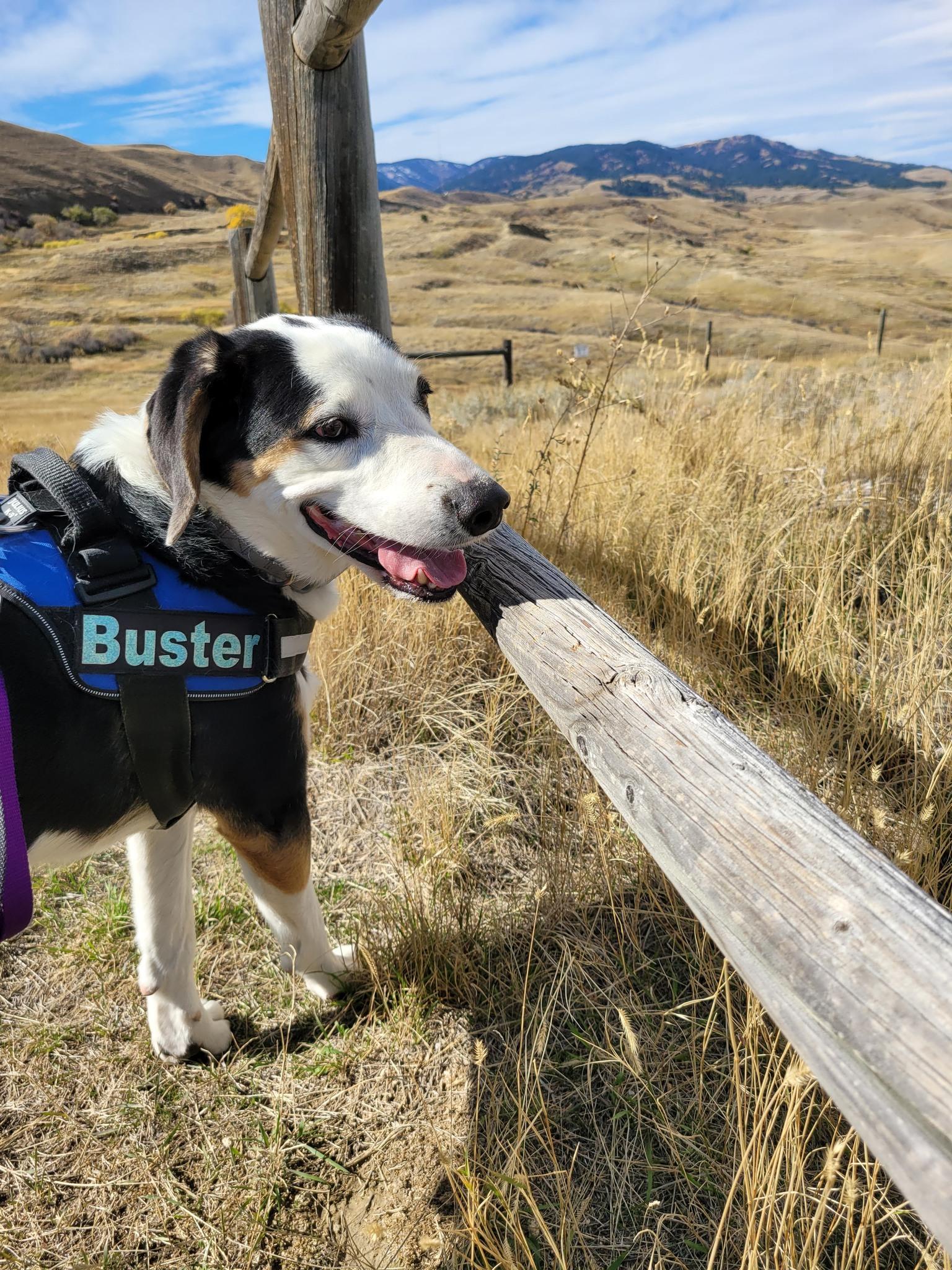 Buster, a Adoptable mixed breed in Sheridan, WY image 2/4