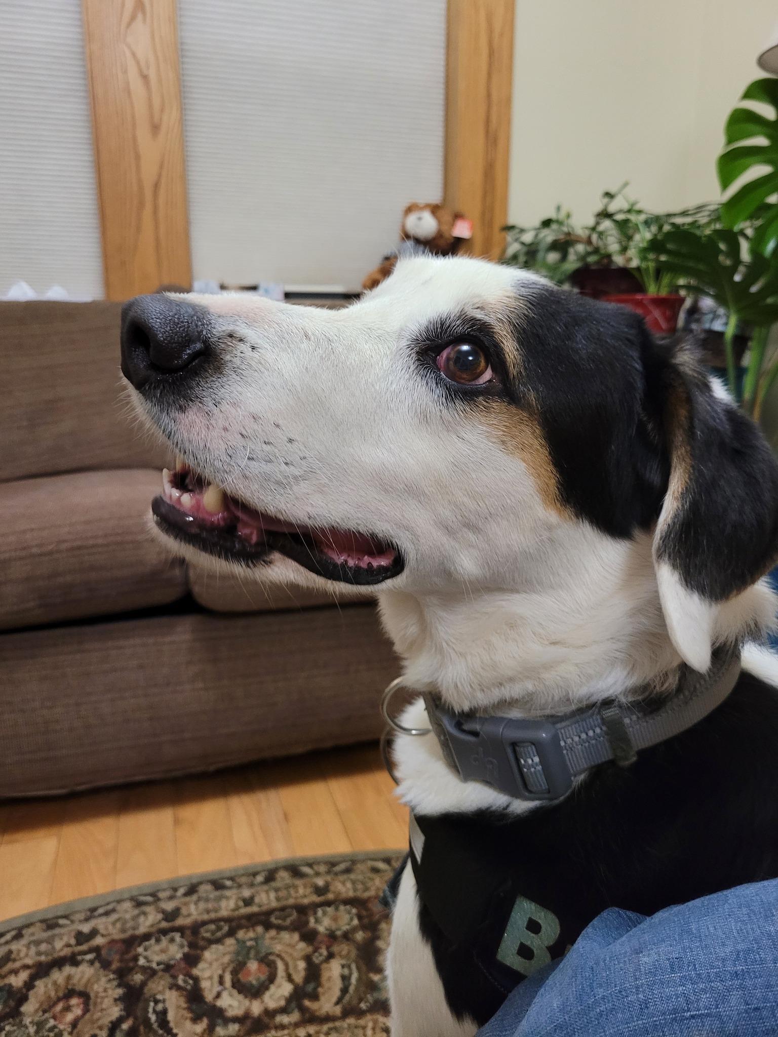 Buster, Adoptable, Adult Male Foxhound & Great Pyrenees.