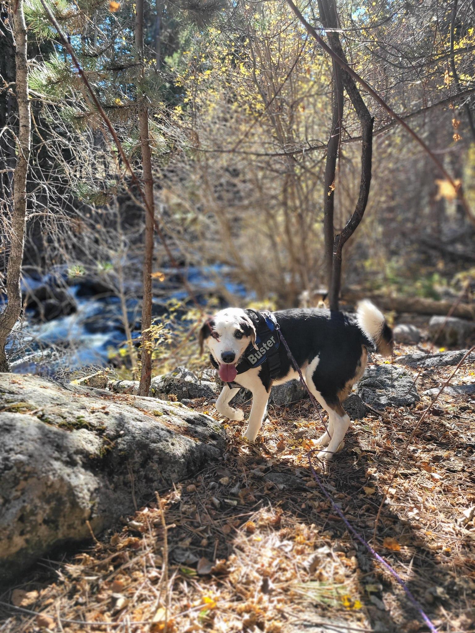 Buster, a Adoptable mixed breed in Sheridan, WY image 4/4