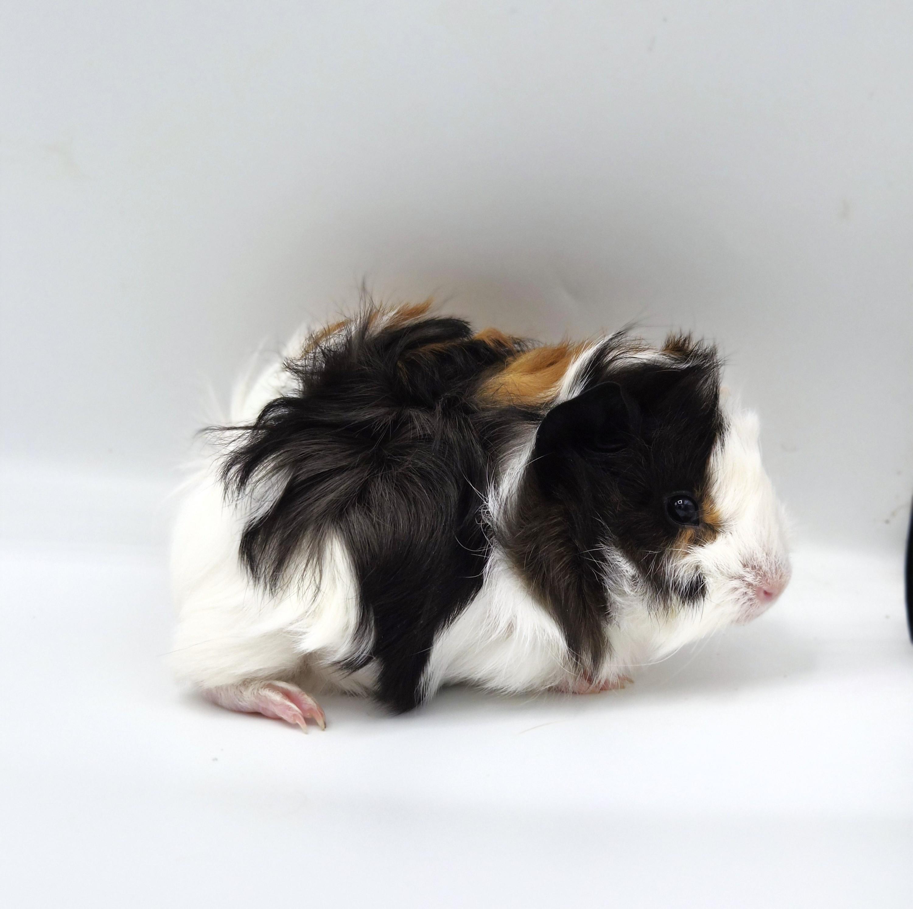 Enlarge Violet, a ADOPTABLE mixed breed in Angleton, TX image 2/2