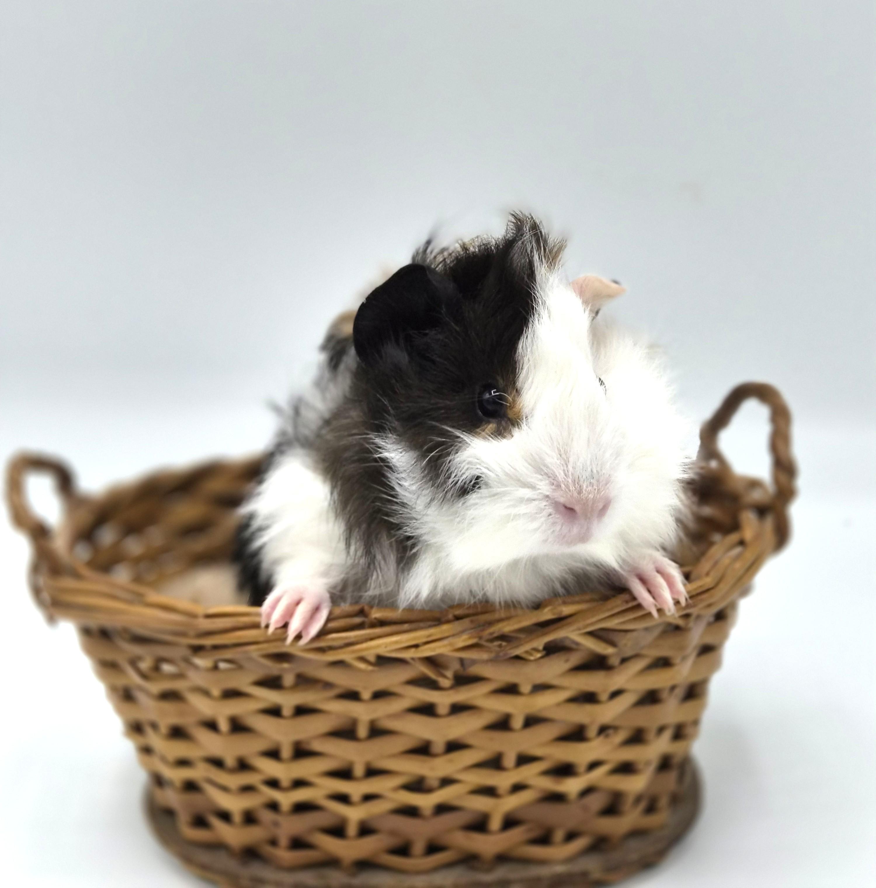 Enlarge Violet, a ADOPTABLE mixed breed in Angleton, TX image 1/2