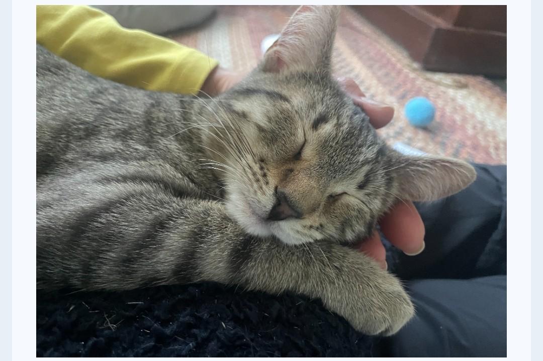 Shakes, ADOPTABLE, Kitten Male Tabby.