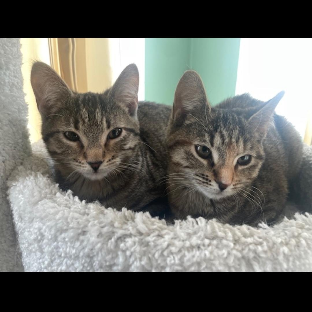 Enlarge Shakes, a ADOPTABLE Tabby in Maple Shade, NJ image 3/3