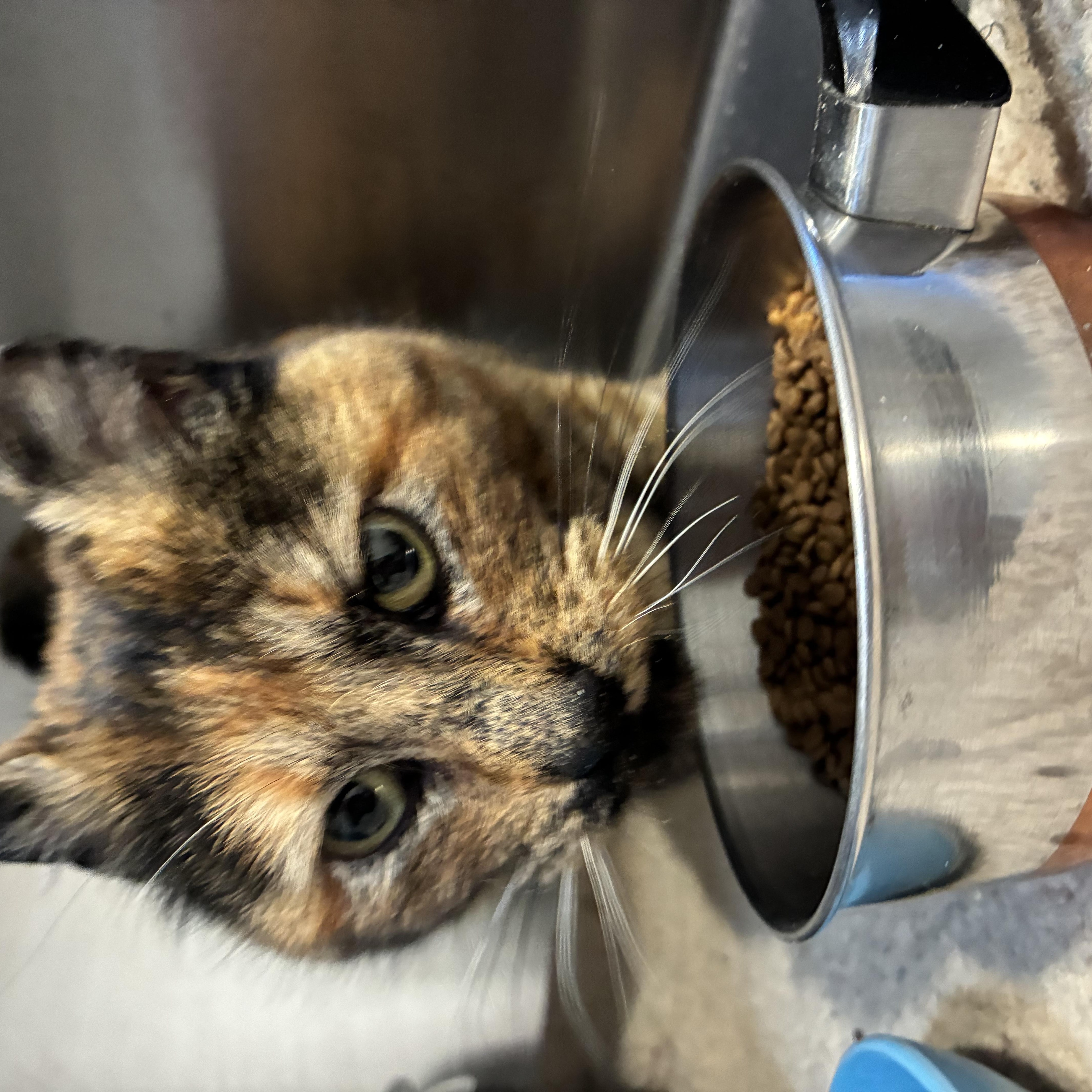 Enlarge Lorraine, a ADOPTABLE mixed breed in Bonners Ferry, ID image 2/3